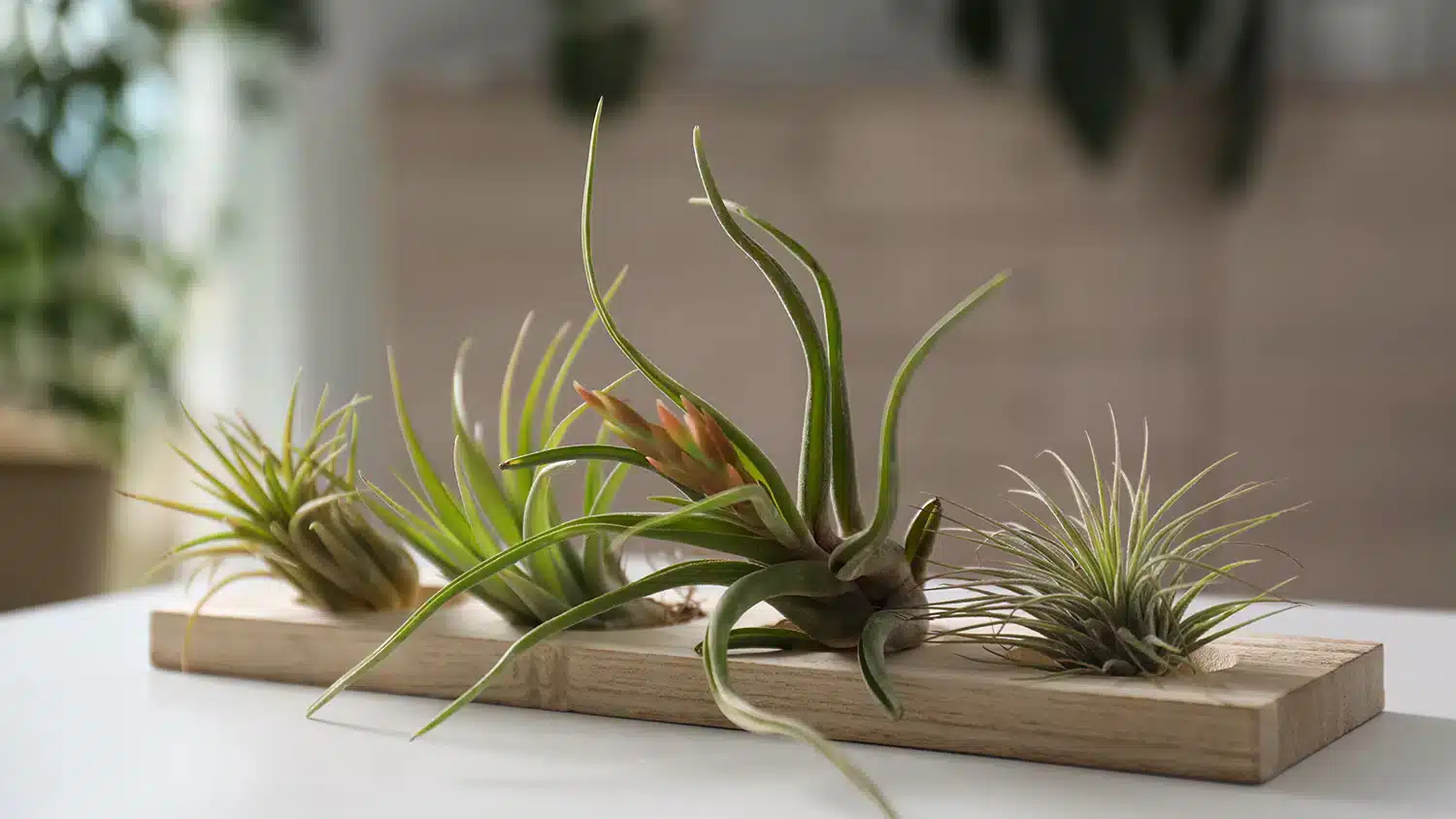 Tillandsia verzorgen Come prendersi cura della Tillandsia