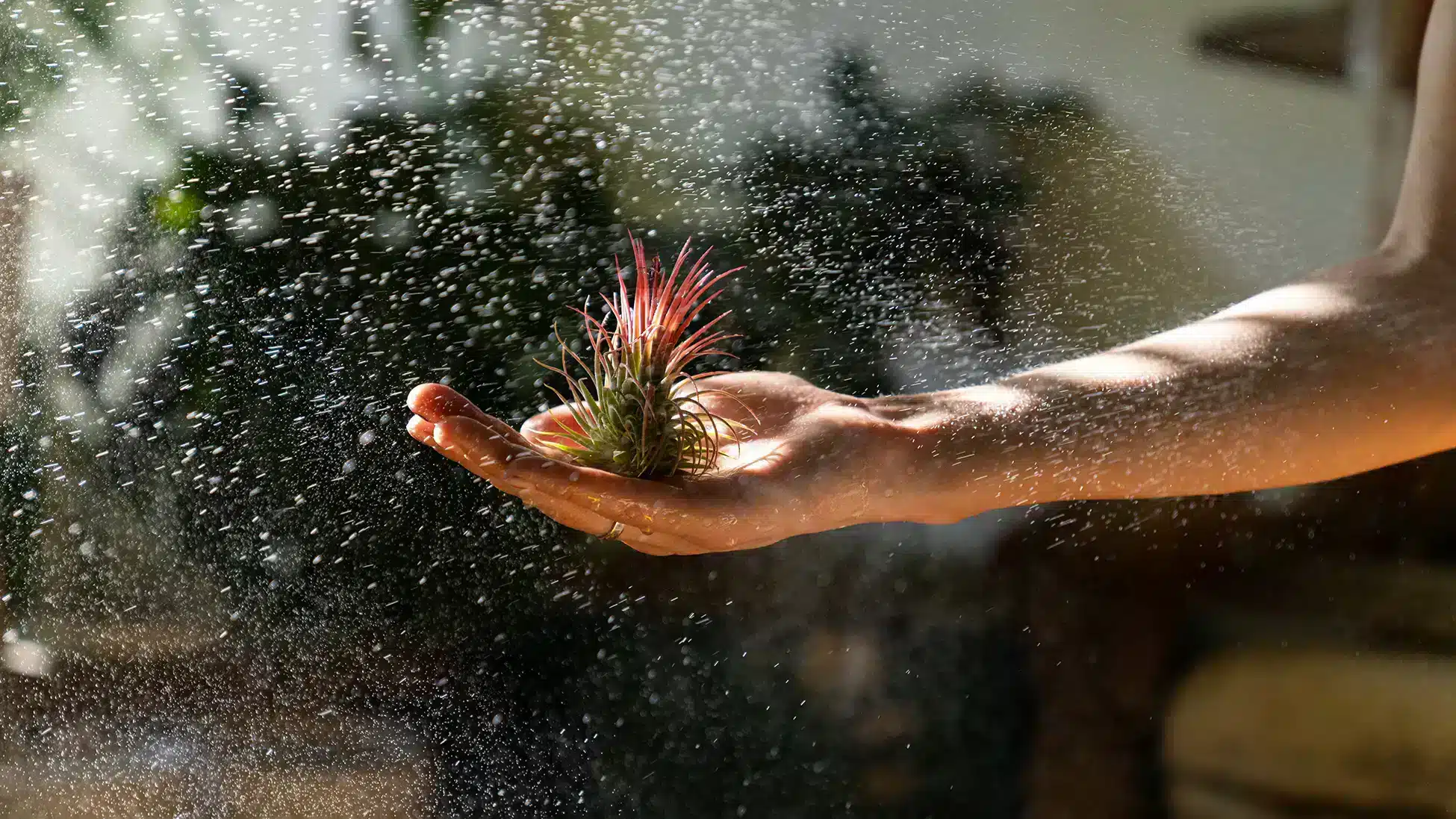 Temperatuur luchtplantjes Temperatura delle piante aeree