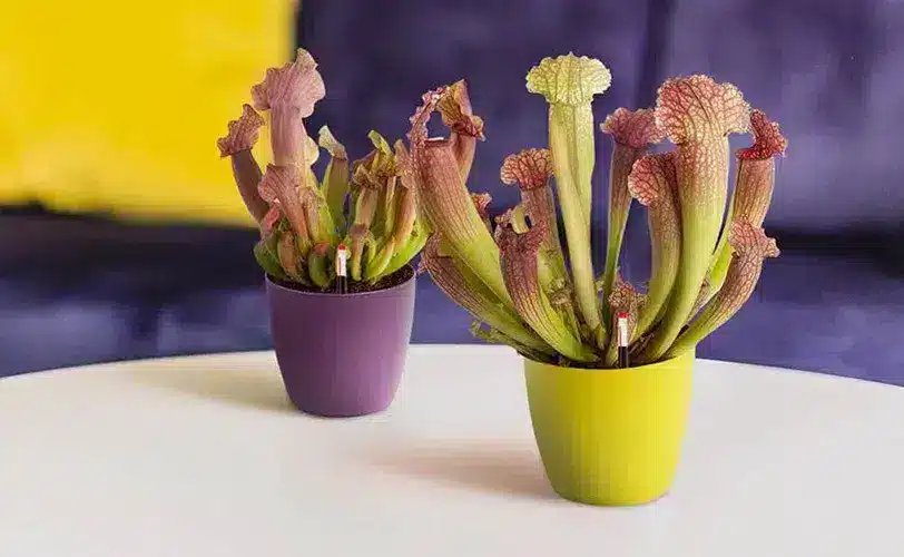 trompetplant Trompetbekerplant vleesetende plant
