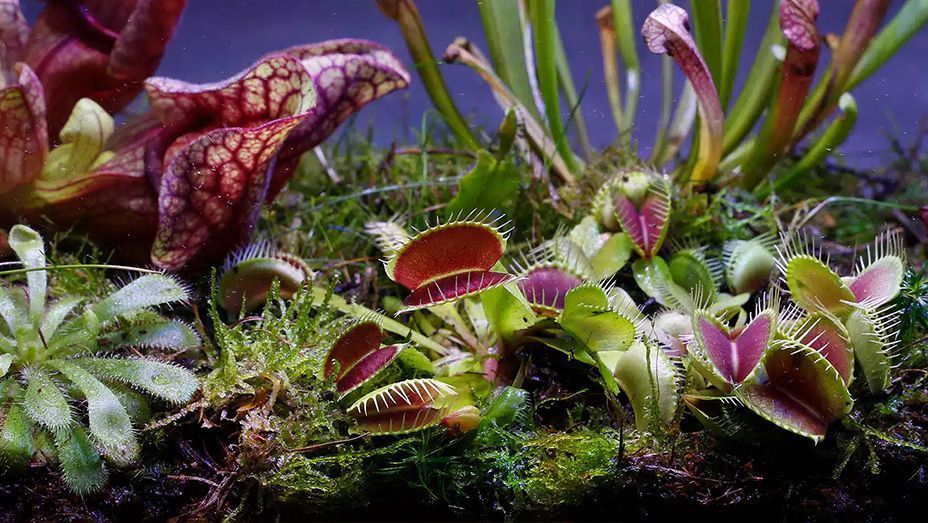 verzorging-vleesetende-plant-tips Verzorging vleesetende plant tips