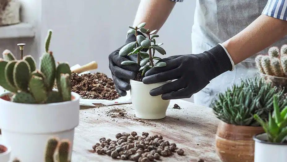 vetplant-verzorgen Vetplanten verzorgen