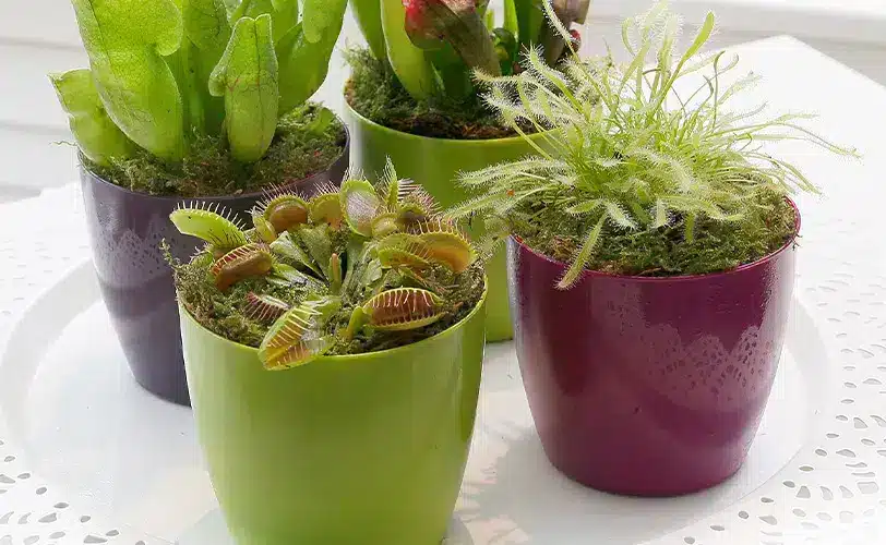 zonnedauw Zonnedauw vleesetende plant