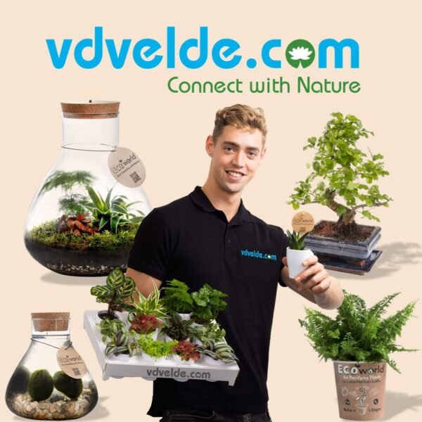 Plant Hoogte: 10-20 cm