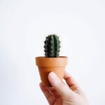Mini-Cactus-10-stuks-4