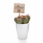 Mini-Cactussen-5-stuks-potjes-2