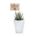 Mini-Vetplanten-5-stuks-potjes-2
