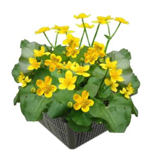 Dotterbloem
