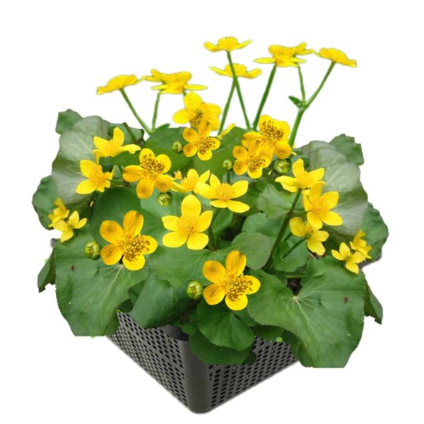 Dotterbloem Dotterbloem