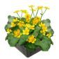 Dotterbloem