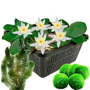 Witte Dwergwaterlelie + Zuurstofplanten