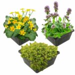 Voorjaarsbloeiers Vijverplanten