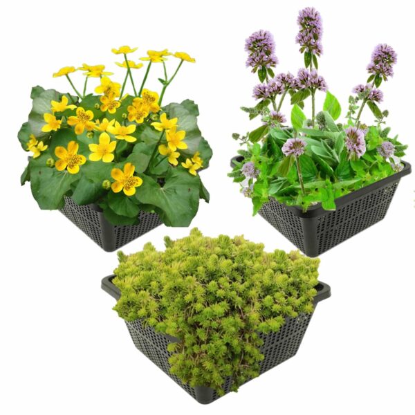 Voorjaarsbloeiers Vijverplanten Voorjaarsbloeiers Vijverplanten
