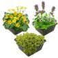 Voorjaarsbloeiers Vijverplanten