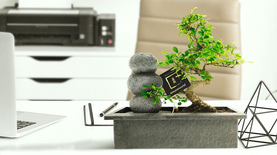 Bonsai waterval set Bonsai waterval set