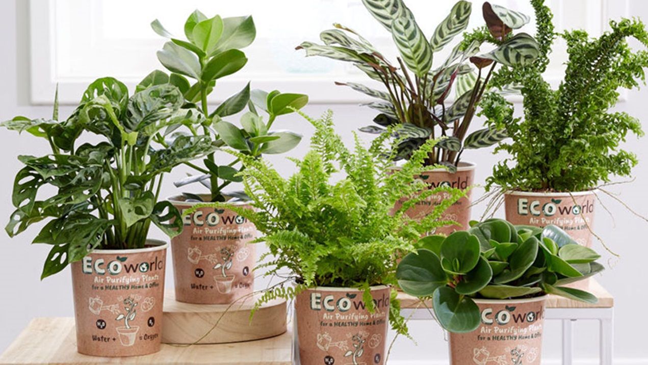 Kamerplanten verzorging Kamerplanten verzorging