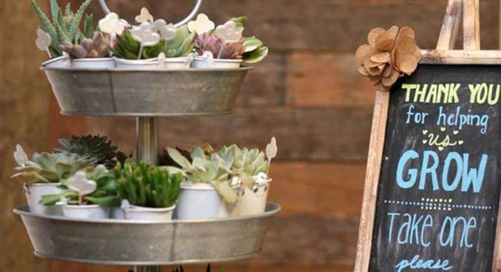 Mini plantjes cactus vetplant Mini piantine di cactus e piante grasse