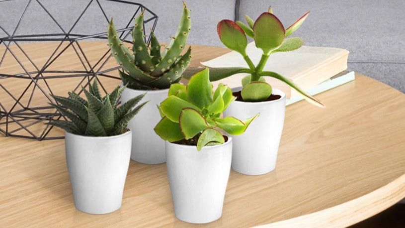 Mini plantjes verzorgen Mini plantjes verzorgen