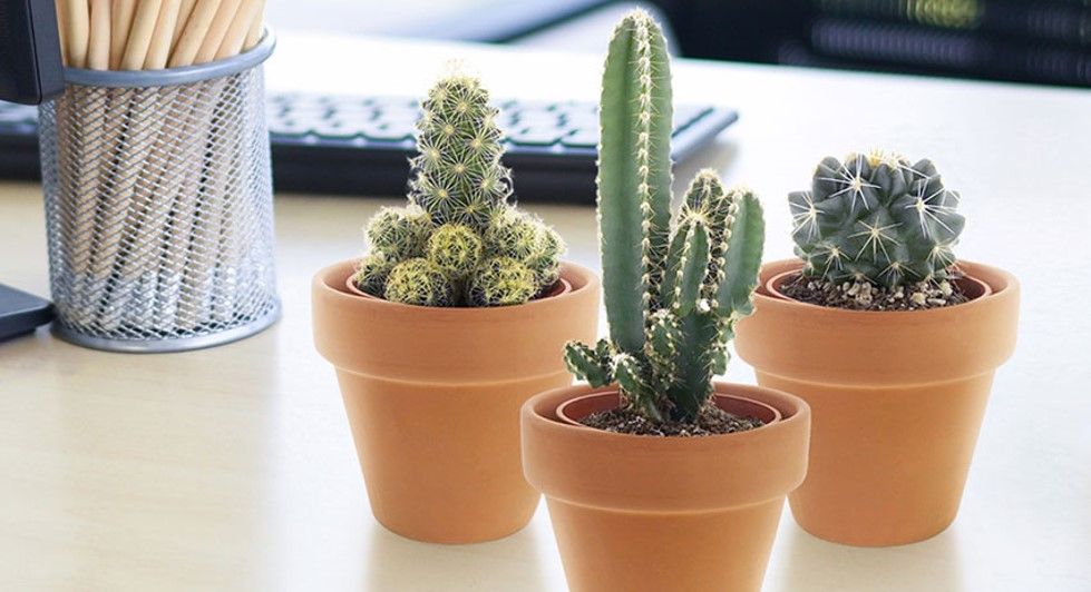 Mini plantjes Piantine