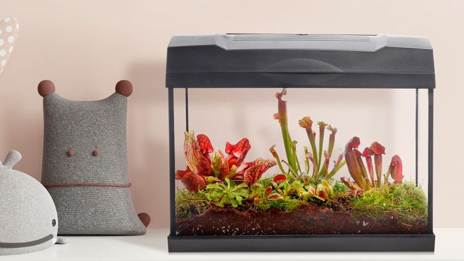 Vleesetende plant terrarium Vleesetende plant terrarium