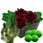 Donkerrode Waterlelie + Zuurstofplanten