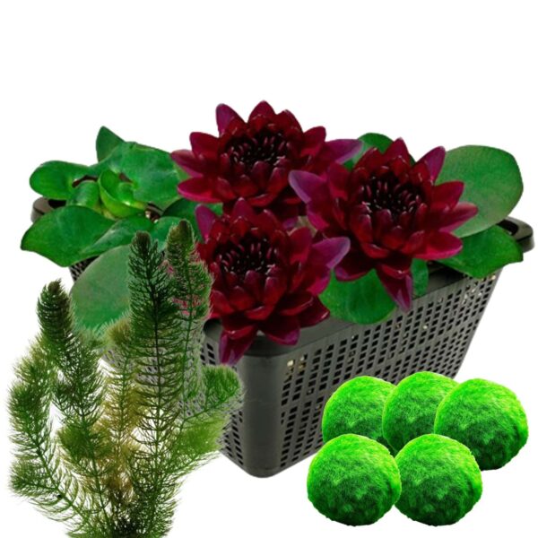 Donkerrode Waterlelie + Zuurstofplanten Donkerrode Waterlelie + Zuurstofplanten