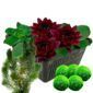 Donkerrode Waterlelie + Zuurstofplanten
