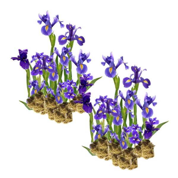 Blauwe Lis 30 planten Blauwe Lis 30 planten