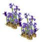 Blauwe Lis 30 planten