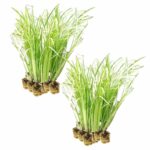 Kalmoes 30 planten