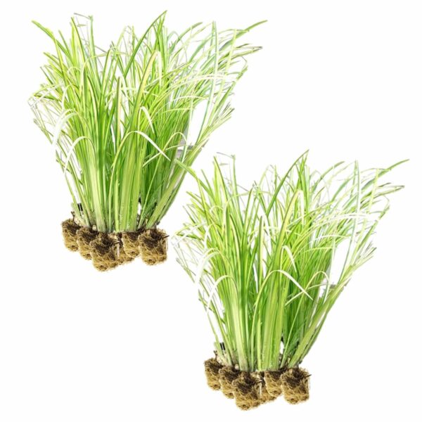 Kalmoes 30 planten Kalmoes 30 planten