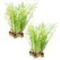 Kalmoes 30 planten
