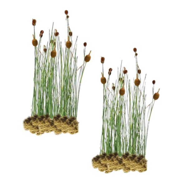 Dwerglisdodde 30 planten Dwerglisdodde 30 planten
