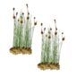 Dwerglisdodde 30 planten