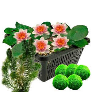 Oranje Dwergwaterlelie + Zuurstofplanten