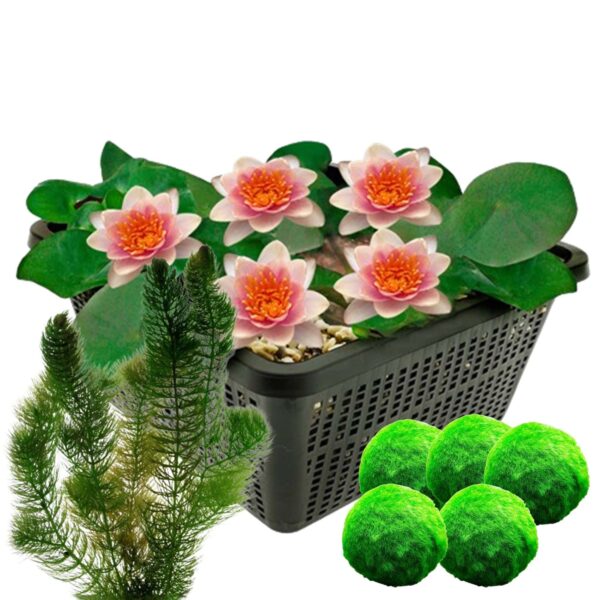 Oranje Dwergwaterlelie + Zuurstofplanten Oranje Dwergwaterlelie + Zuurstofplanten