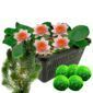 Oranje Dwergwaterlelie + Zuurstofplanten