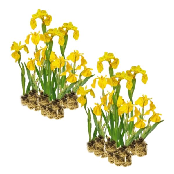 Gele Lis 30 planten Gele Lis 30 planten