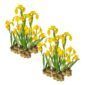 Gele Lis 30 planten