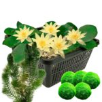 Yellow Dwarf Water Lily + Oxygenating Plants