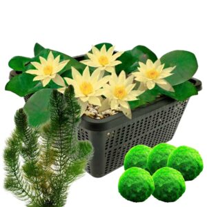 Gele Dwergwaterlelie + Zuurstofplanten