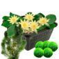 Gele Dwergwaterlelie + Zuurstofplanten