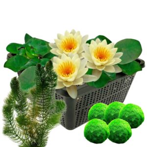 Gele waterlelie + Zuurstofplanten