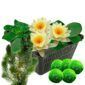 Gele waterlelie + Zuurstofplanten