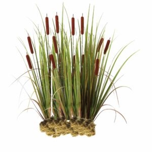 Lisdodde 15 planten