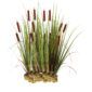 Lisdodde 15 planten
