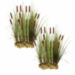 Lisdodde 30 planten
