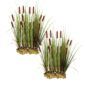 Lisdodde 30 planten