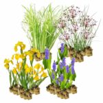 Plantas ribereñas respetuosas con el medio ambiente