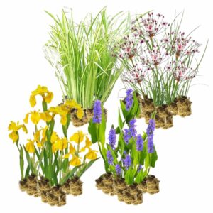 Plantas ribereƱas respetuosas con el medio ambiente