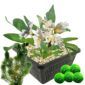 Kaapse Waterlelie + Zuurstofplanten